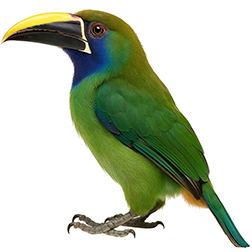 Wagler's Toucanet